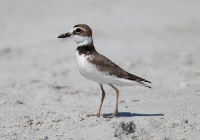 Charadrius wilsonia Charadriidae