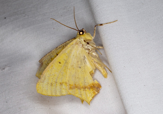 Nepheloleuca sp. Geometridae