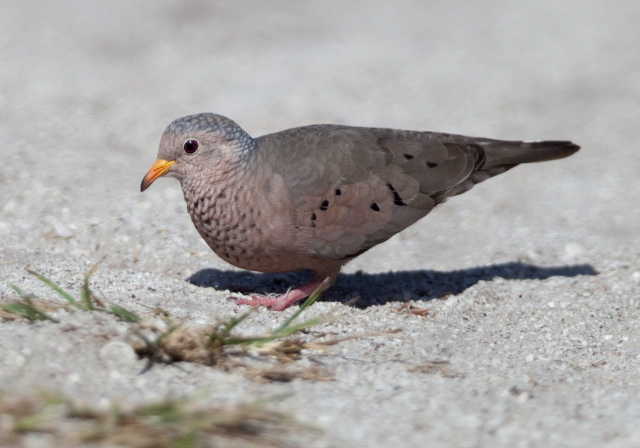 Columbina passerina Columbidae