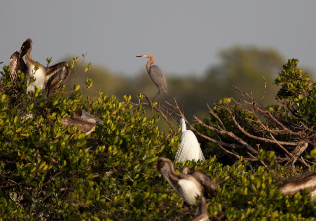 Egretta rufescens Ardeidae