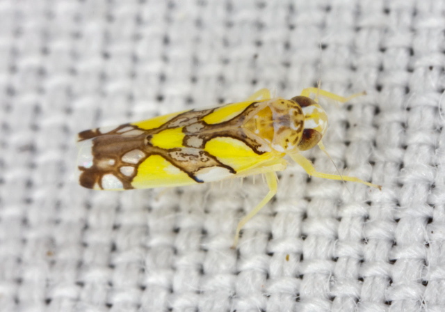Protalebrella brasiliensis Cicadellidae
