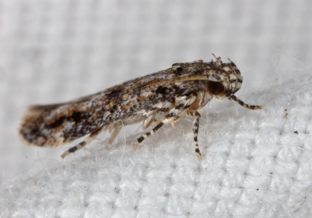 Coleotechnites sp.? Gelechiidae