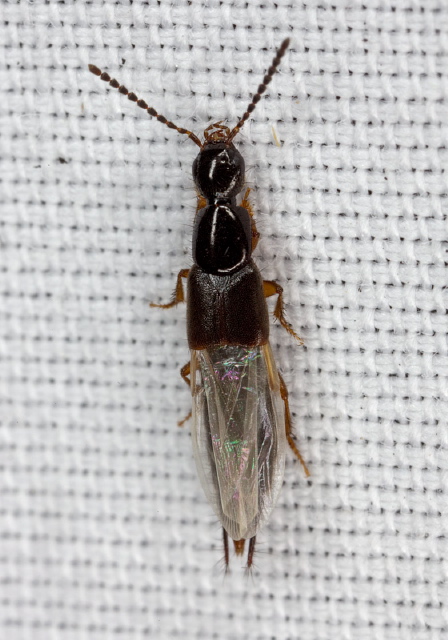 Philonthus sp. Staphylinidae