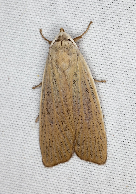 Palpidia pallidior Erebidae