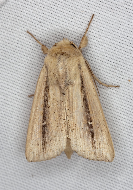 Leucania incognita Noctuidae