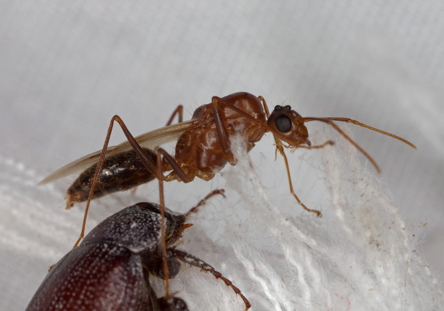 Camponotus (Tanaemyrmex) tortuganus Formicidae