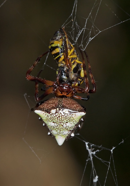 Verrucosa arenata Araneidae