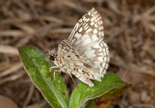 Pyrgus oileus Hesperiidae