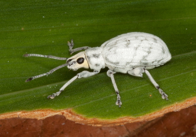 Myllocerus undecimpustulatus undatus Curculionidae