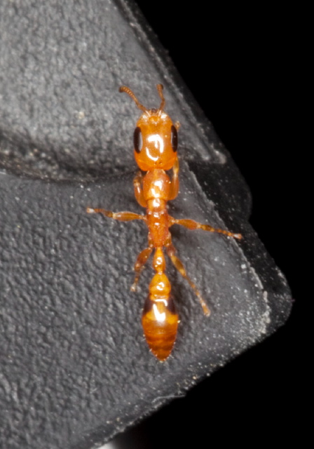 Pseudomyrmex simplex Formicidae