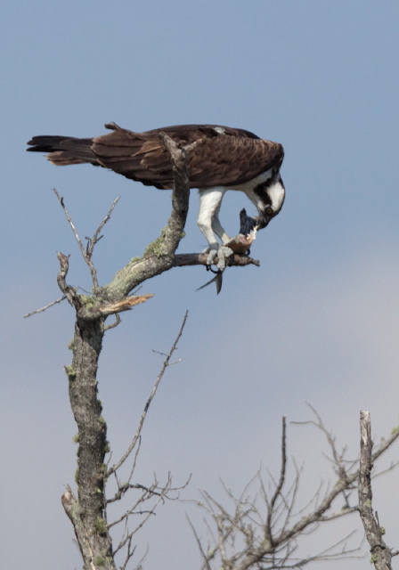 Pandion haliaetus Pandionidae