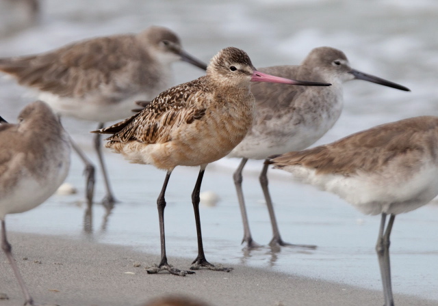 Limosa fedoa Scolopacidae