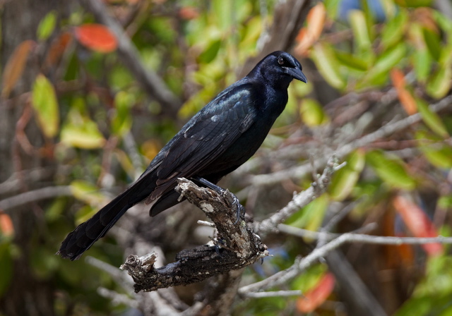 Quiscalus major Icteridae