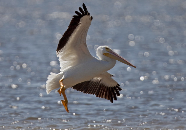 Pelecanus erythrorhynchos Pelecanidae