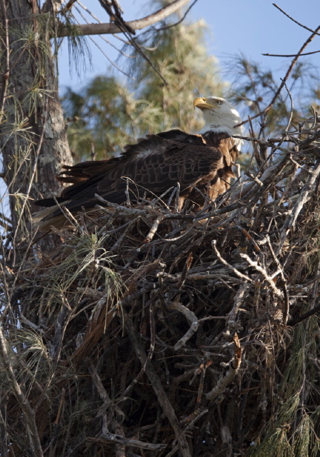 Haliaeetus leucocephalus Accipitridae