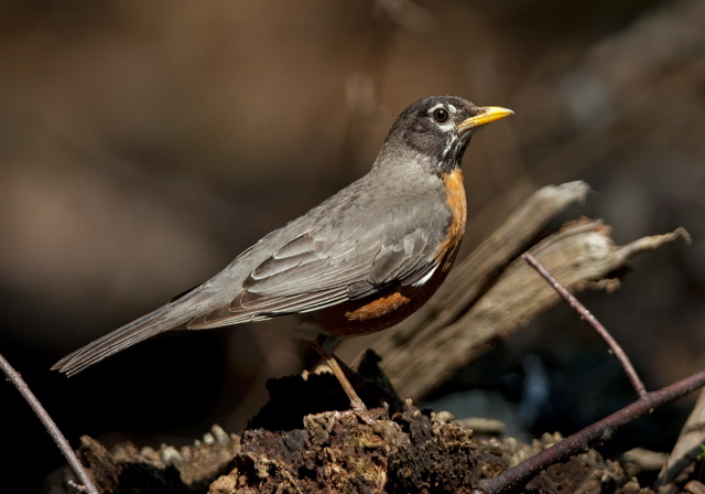 Turdus migratorius Turdidae