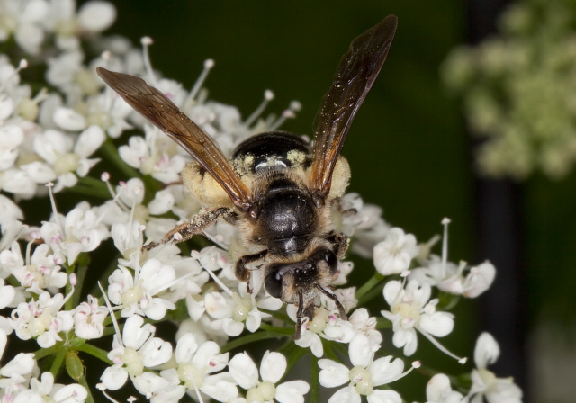 Andrena (Plastandrena) crataegi Andrenidae