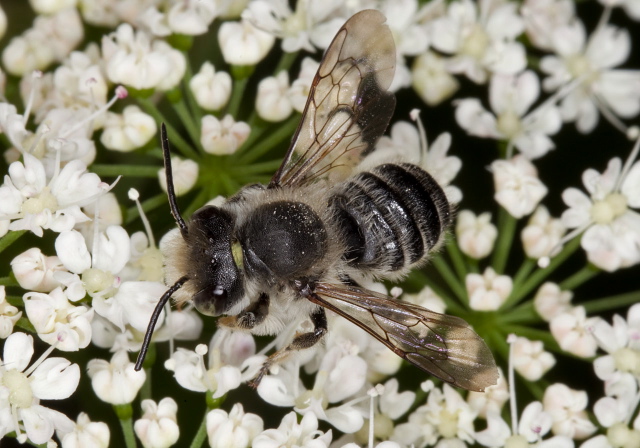 Megachile (Litomegachile) mendica? Megachilidae