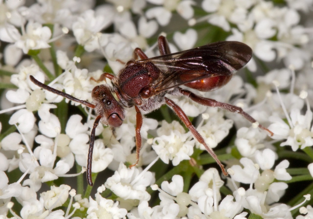 Nomada articulata Apidae