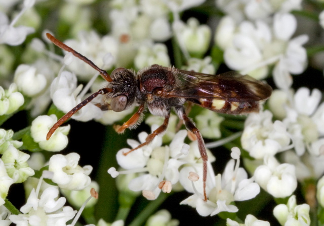 Nomada ruficornis species group Apidae