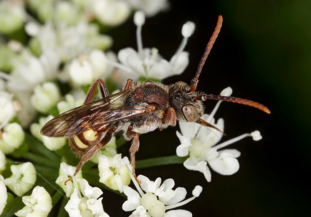 Nomada ruficornis species group? Apidae