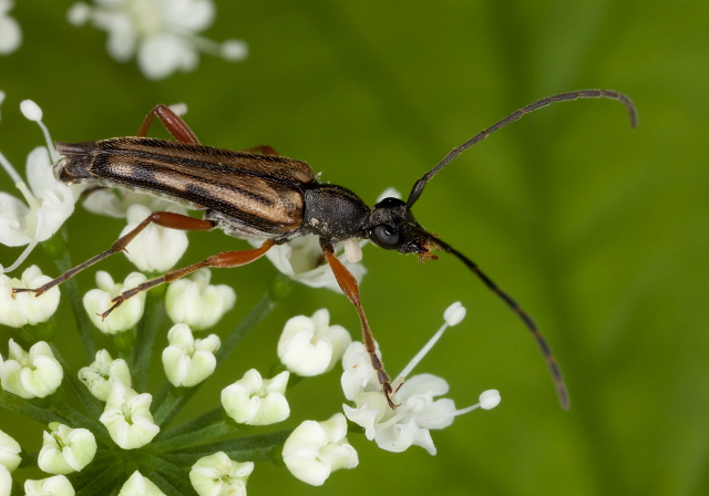 Analeptura lineola Cerambycidae