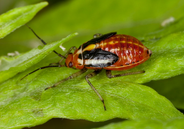 Poecilocapsus lineatus Miridae
