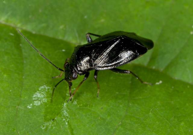 Slaterocoris stygicus? Miridae