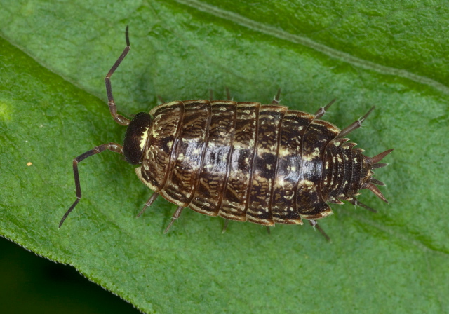 Philoscia muscorum Philosciidae