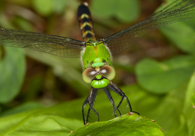 Erythemis simplicicollis Libellulidae