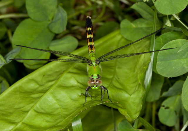 Erythemis simplicicollis Libellulidae