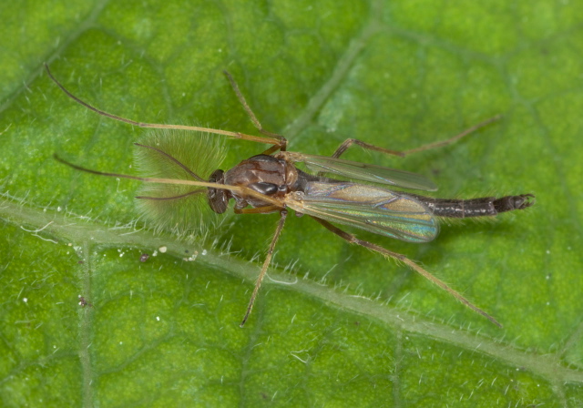 Einfeldia brunneipennis? Chironomidae