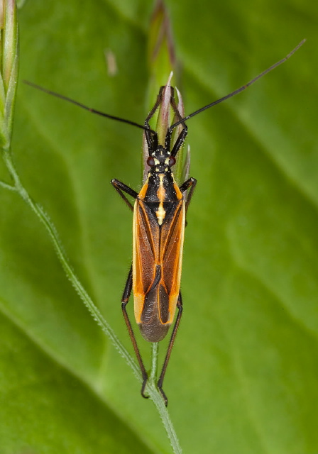 Leptopterna dolabrata Miridae