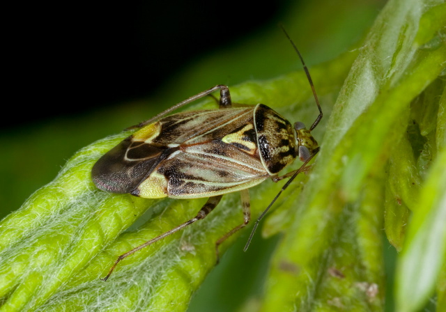 Lygus lineolaris Miridae