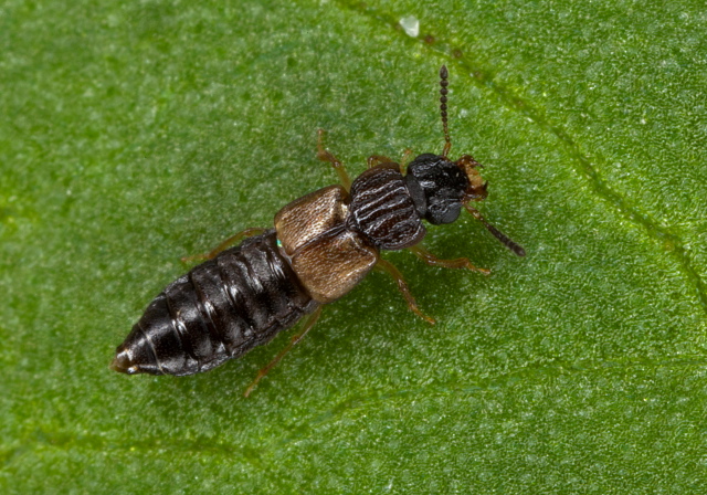 Anotylus sp. Staphylinidae