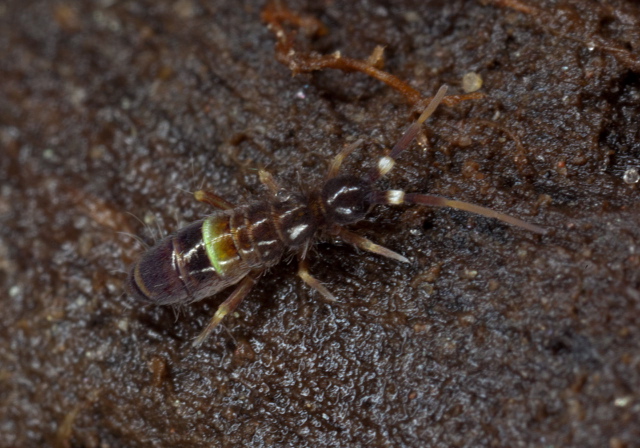 Orchesella cincta Entomobryidae