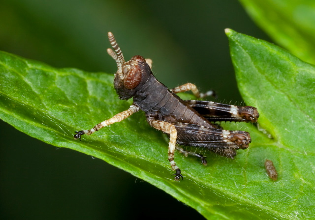 Melanoplus sp.? Acrididae