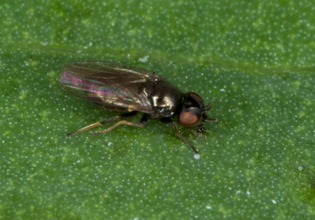   Chloropidae