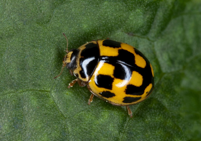 Propylea quatuordecimpunctata Coccinellidae