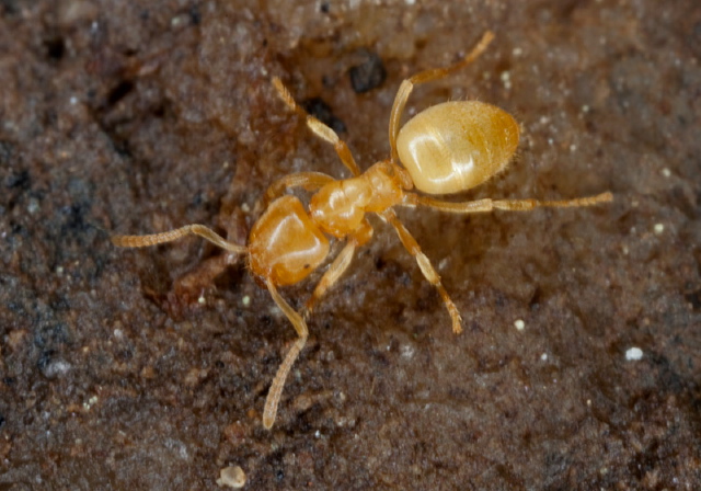 Lasius murphyi? Formicidae