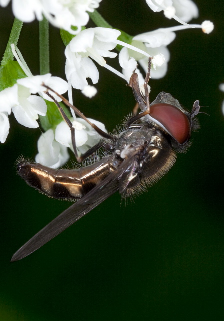 Platycheirus sp.? Syrphidae