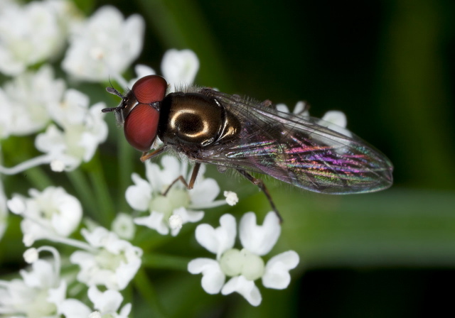 Platycheirus sp.? Syrphidae
