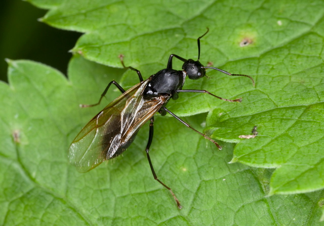 Camponotus (Camponotus) pennsylvanicus? Formicidae