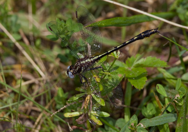 Gomphus exilis? Gomphidae