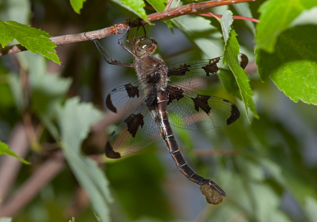 Epitheca princeps Corduliidae