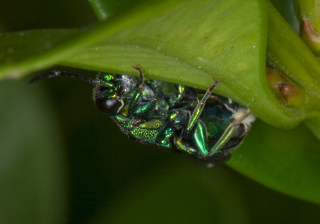   Chrysididae