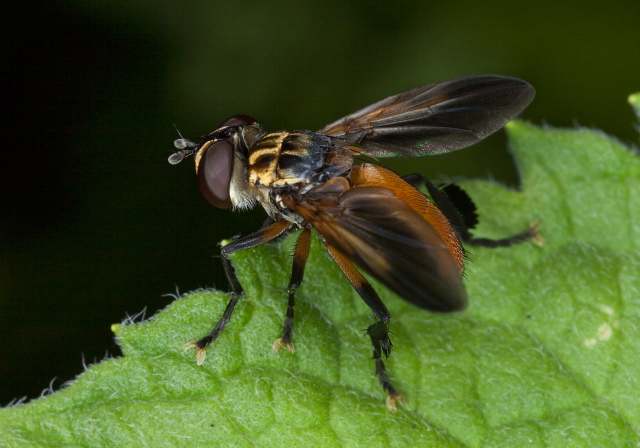 Trichopoda pennipes? Tachinidae