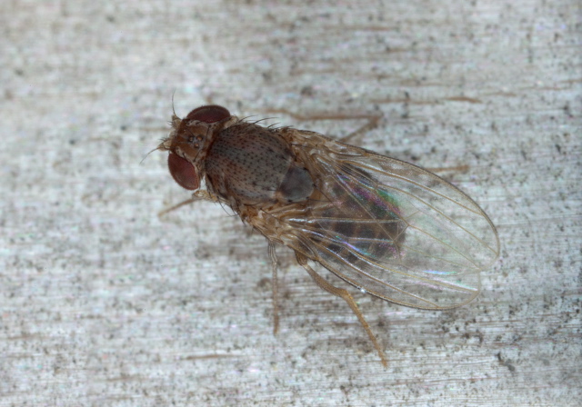 Drosophila sp. Drosophilidae