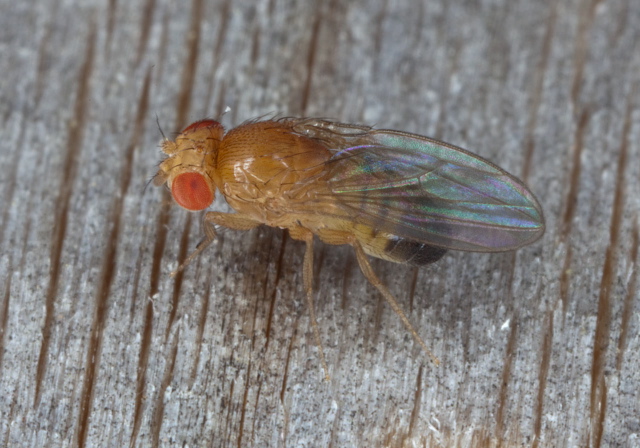 Drosophila sp. Drosophilidae