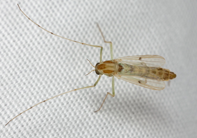 Chironomus (decorus group) Chironomidae